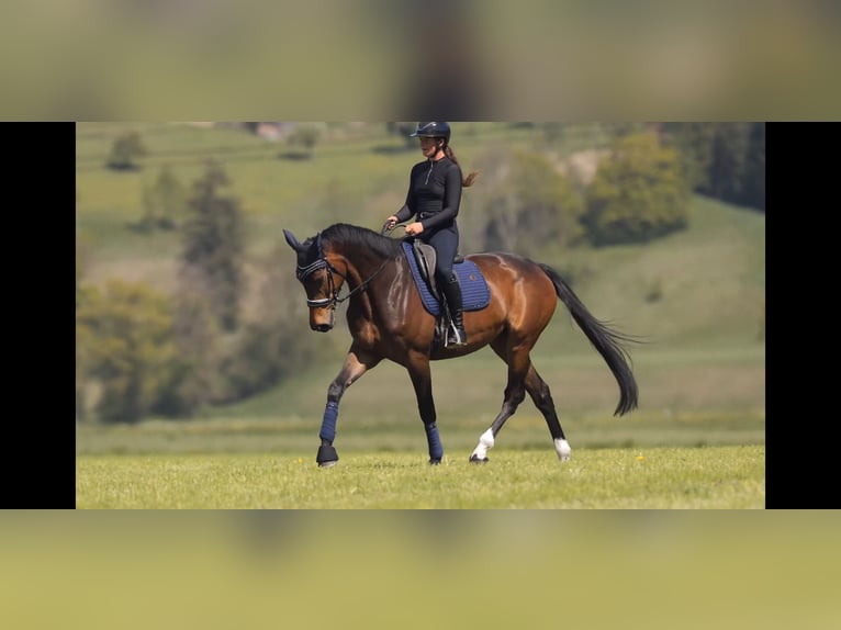 Hanoverian Mare 7 years 17 hh Brown in Schlins
