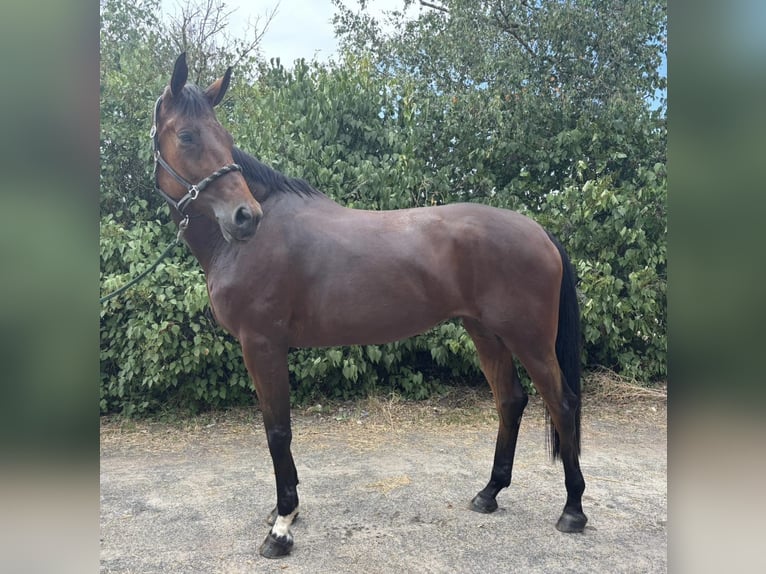 Hanoverian Mare 7 years 17 hh Brown in Bischofsheim