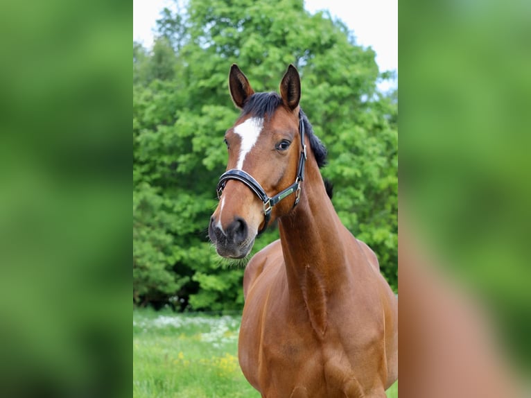 Hanoverian Mare 7 years 17 hh Brown in Siegen