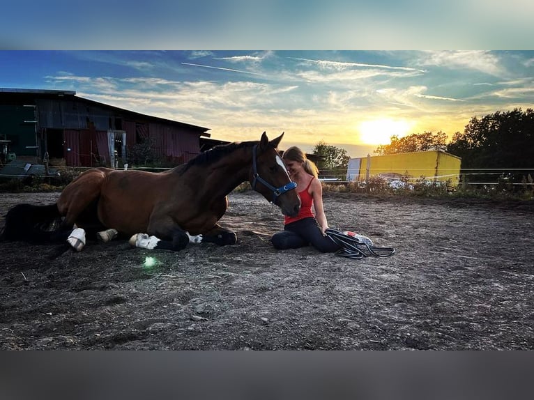Hanoverian Mare 7 years 17 hh Brown in Siegen