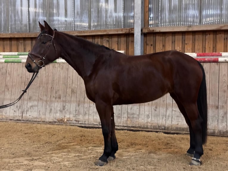 Hanoverian Mare 7 years 17 hh Brown in Schöllnach