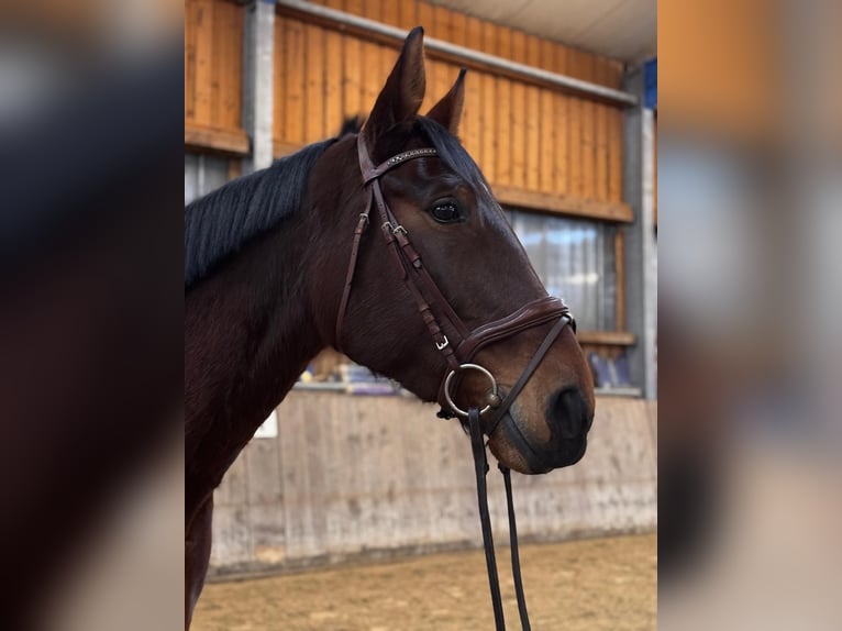 Hanoverian Mare 7 years 17 hh Brown in Schöllnach