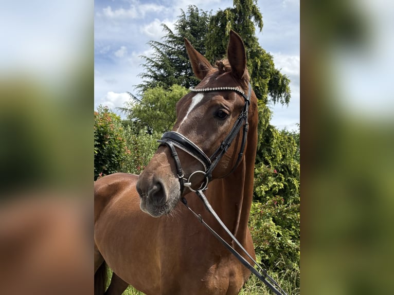 Hanoverian Mare 7 years 17 hh Chestnut in Niederkassel