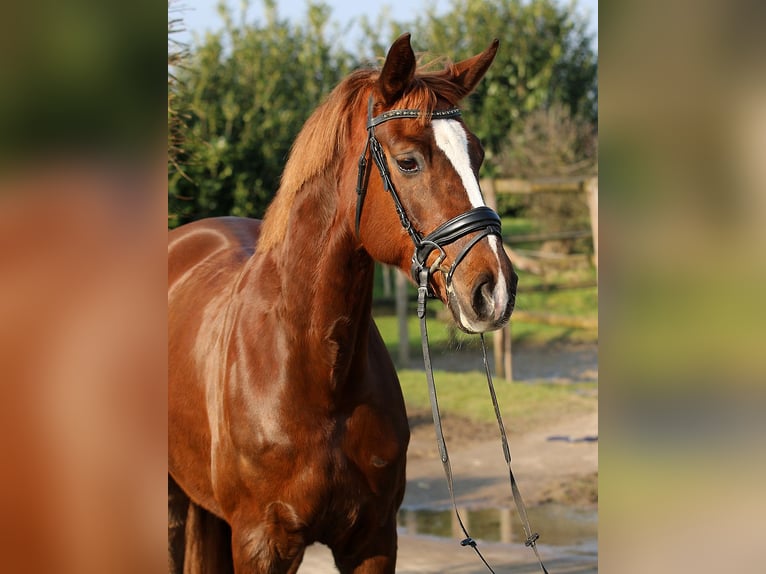 Hanoverian Mare 7 years 17 hh Chestnut in Isernhagen