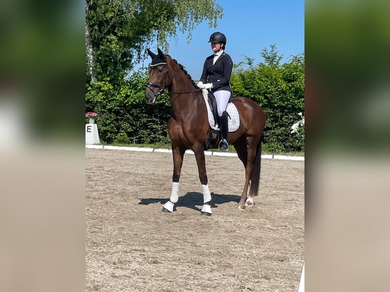 Hanoverian Mare 7 years 17 hh Chestnut in Straubenhardt