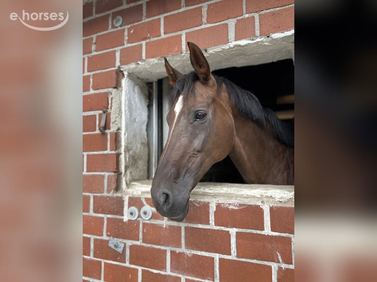 Hanoverian Mare 7 years 17 hh Chestnut in Münster