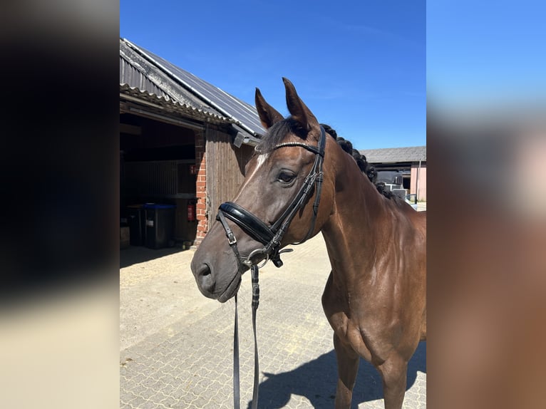 Hanoverian Mare 7 years 17 hh Chestnut in Nienberge