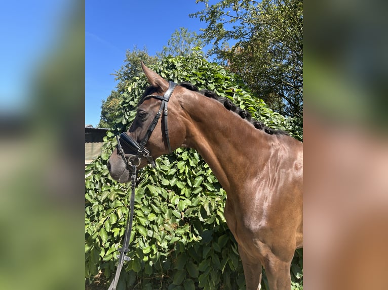 Hanoverian Mare 7 years 17 hh Chestnut in Nienberge