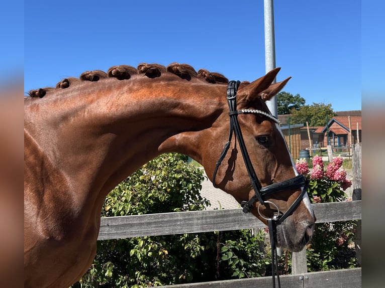Hanoverian Mare 7 years 17 hh Chestnut-Red in Bargstedt