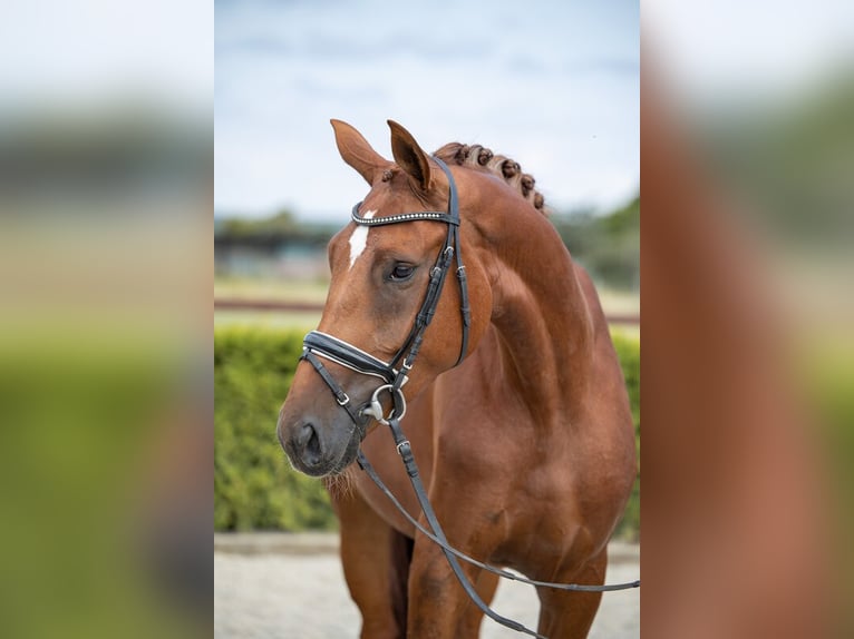 Hanoverian Mare 7 years 17 hh Chestnut-Red in Kathendorf