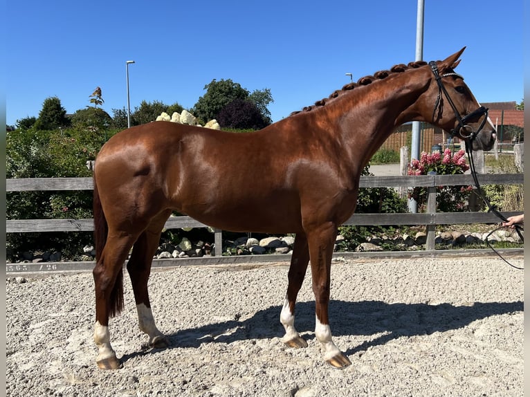 Hanoverian Mare 7 years 17 hh Chestnut-Red in Bargstedt