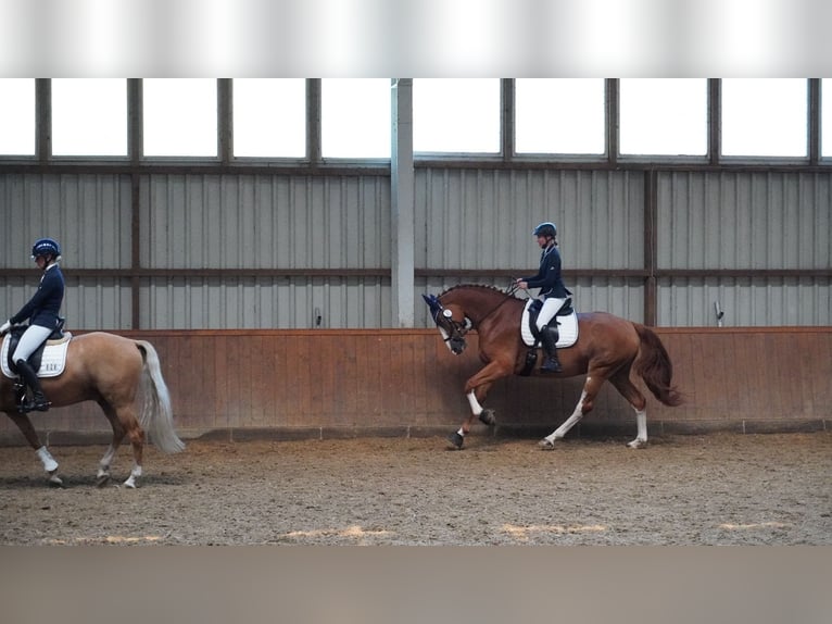 Hanoverian Mare 7 years 17 hh Chestnut-Red in Hasel&#xFC;nne