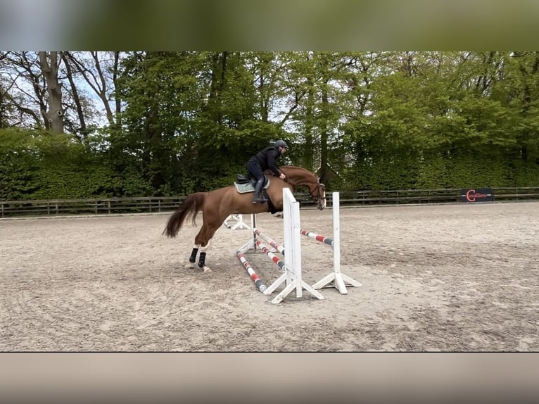 Hanoverian Mare 7 years 17 hh Chestnut-Red in Hasel&#xFC;nne