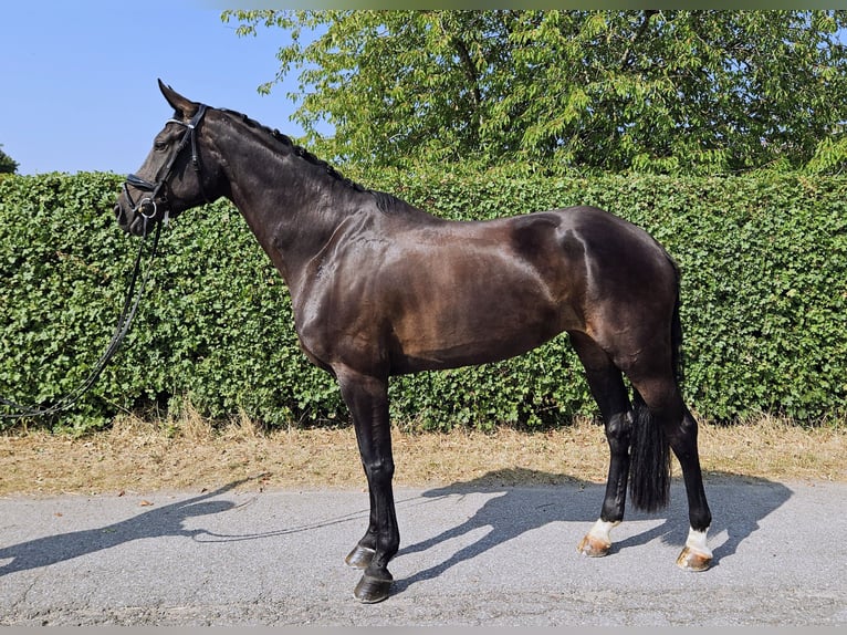 Hanoverian Mare 7 years 17 hh Smoky-Black in Rottweil