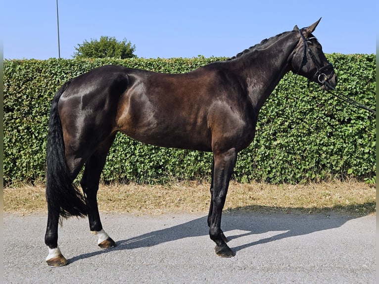 Hanoverian Mare 7 years 17 hh Smoky-Black in Rottweil