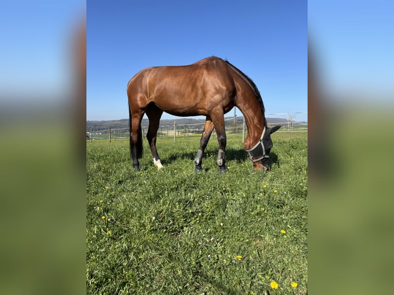 Hanoverian Mare 7 years 18 hh Brown in Barzheim