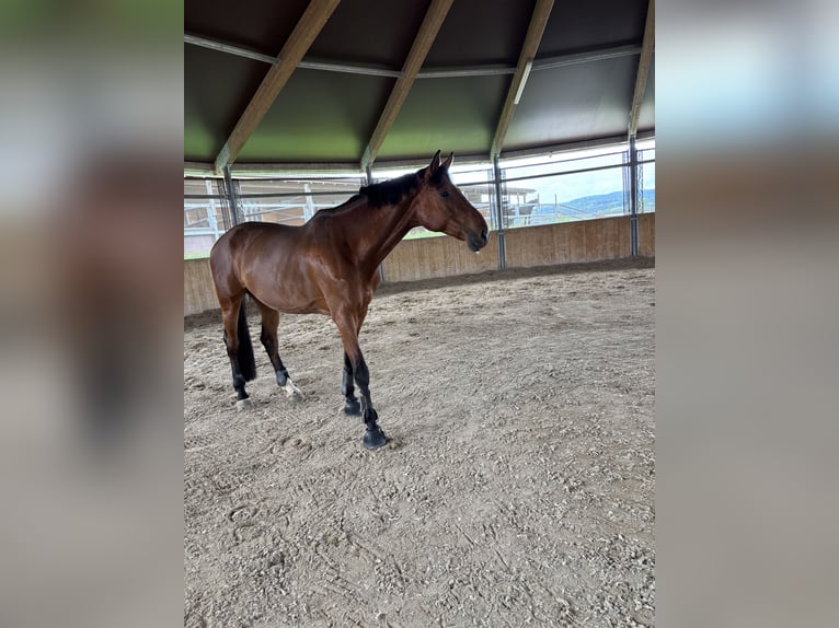 Hanoverian Mare 7 years 18 hh Brown in Barzheim