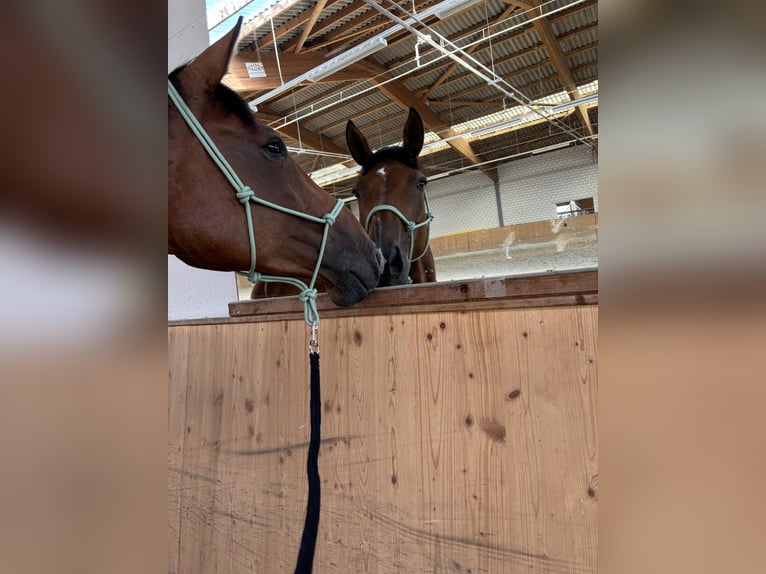 Hanoverian Mare 7 years 18 hh Brown in Barzheim
