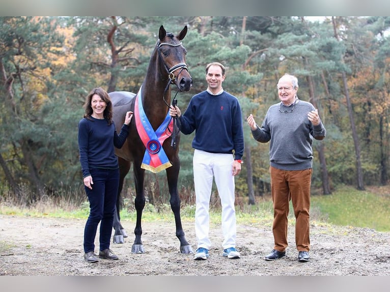 Hanoverian Mare 7 years 18,1 hh Brown in B&#xF6;rrstadt