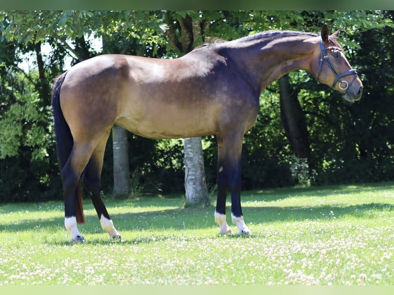 Hanoverian Mare 7 years 18,1 hh Brown in B&#xF6;rrstadt