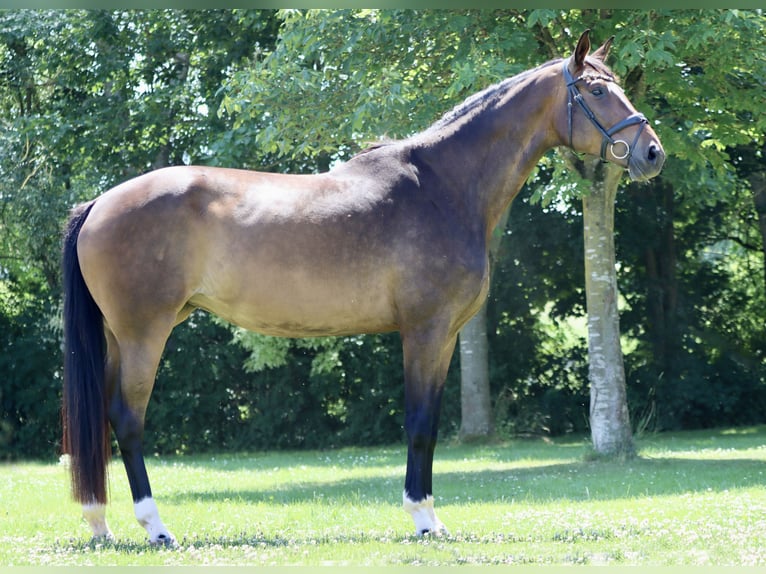Hanoverian Mare 7 years 18,1 hh Brown in B&#xF6;rrstadt