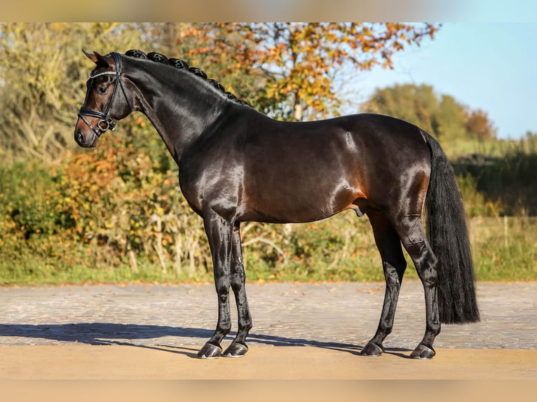 Hanoverian Mare 7 years 18,1 hh Brown in B&#xF6;rrstadt