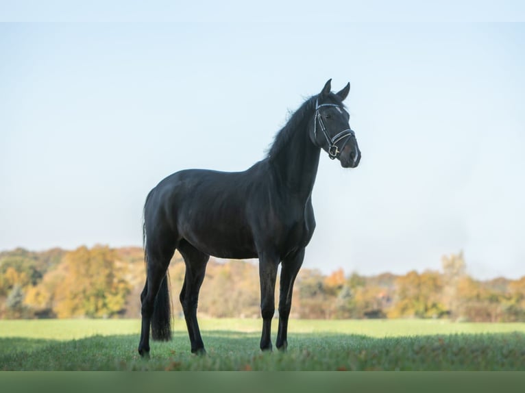 Hanoverian Mare 7 years 19,1 hh Bay-Dark in Neustadt am Rübenberge