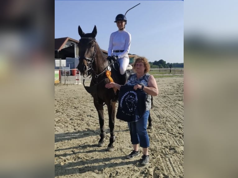 Hanoverian Mare 7 years Bay-Dark in Wardenburg