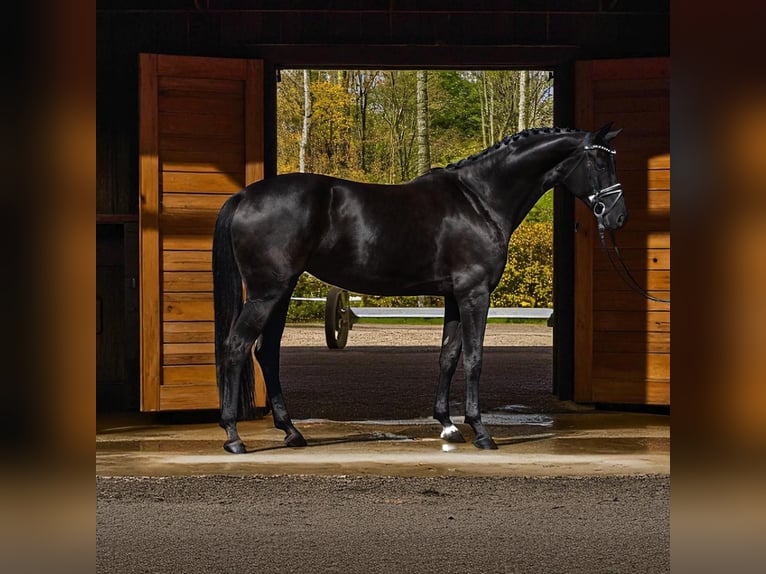 Hanoverian Mare 7 years Black in Helv&#xE9;cia