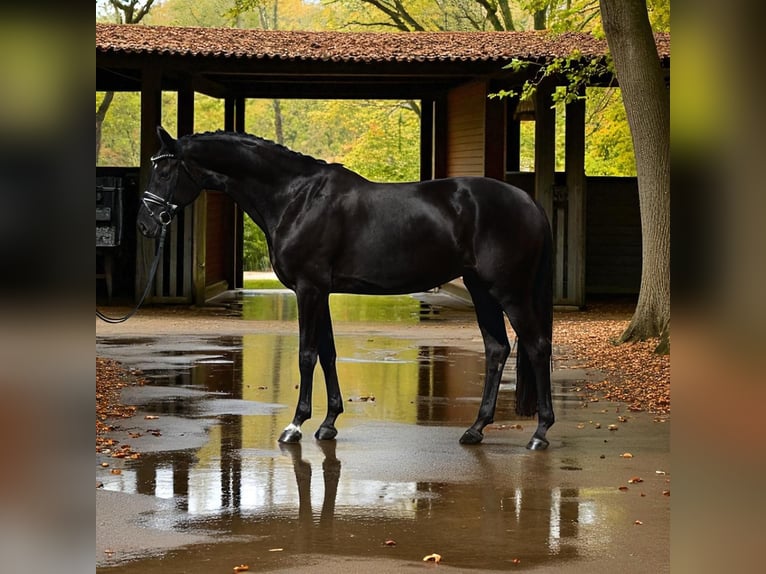 Hanoverian Mare 7 years Black in Helv&#xE9;cia