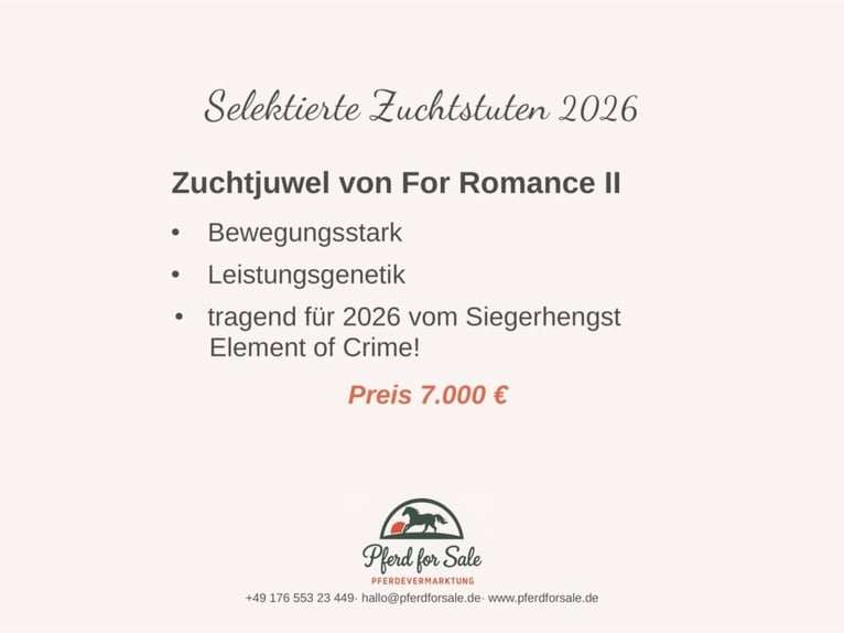 Hanoverian Mare 7 years  in Berlin