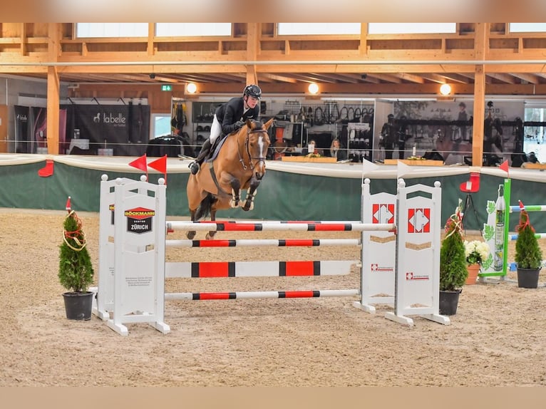 Hanoverian Mare 7 years Brown in St. Josefen