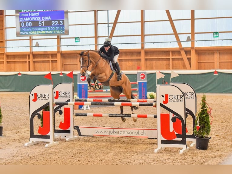 Hanoverian Mare 7 years Brown in St. Josefen