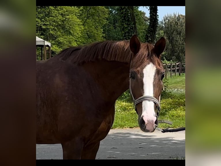 Hanoverian Mare 7 years Chestnut in Vechta