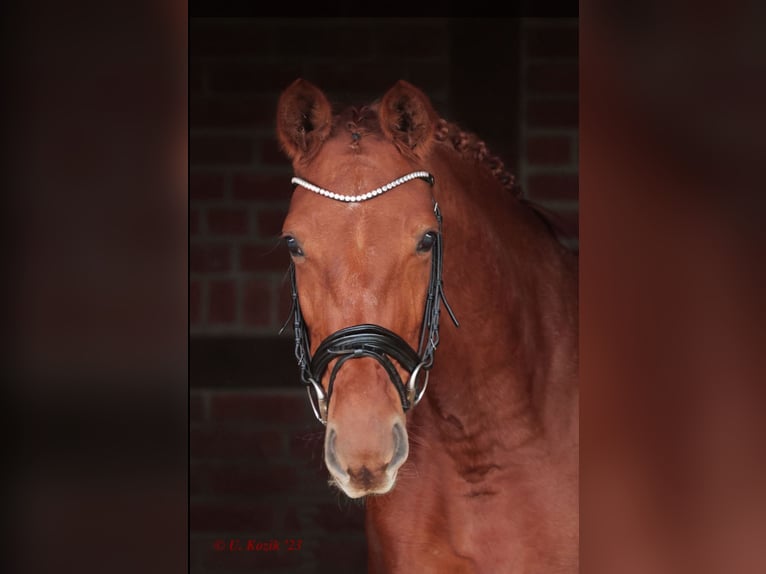 Hanoverian Mare 7 years Chestnut-Red in Emsdetten