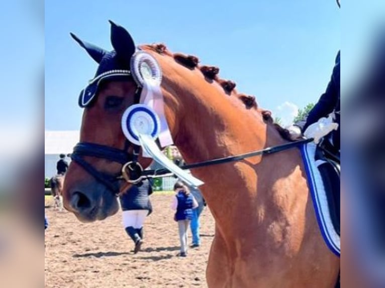 Hanoverian Mare 7 years Chestnut-Red in Emsdetten