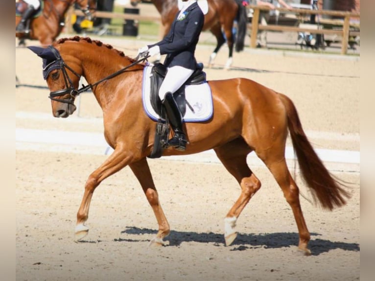 Hanoverian Mare 7 years Chestnut-Red in Emsdetten