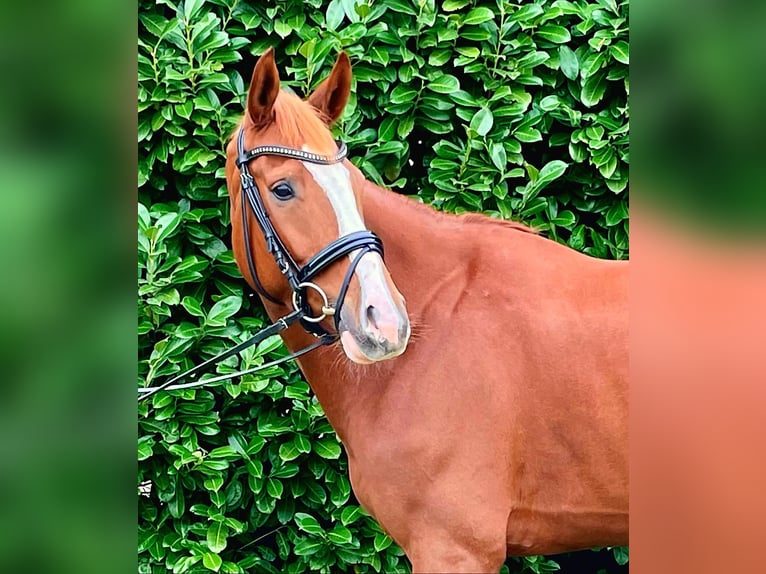 Hanoverian Mare 7 years Chestnut-Red in Gro&#xDF; Ippener