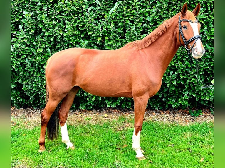Hanoverian Mare 7 years Chestnut-Red in Gro&#xDF; Ippener