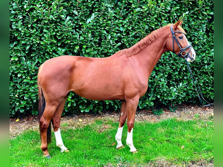 Hanoverian Mare 7 years Chestnut-Red in Gro&#xDF; Ippener