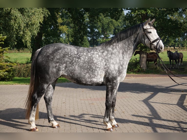 Hanoverian Mare 7 years Grey in Großefehn Bagband
