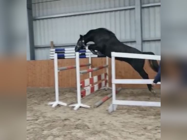 Hanoverian Mare 7 years Grey in Großefehn Bagband