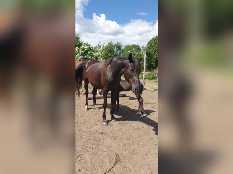 Hanoverian Mare 8 years 15.1 hh Black in Petersberg