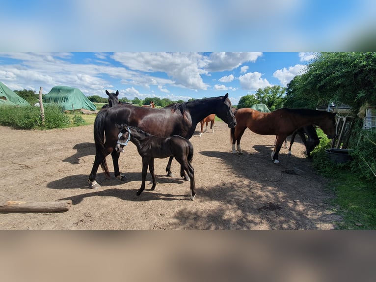 Hanoverian Mare 8 years 15.1 hh Black in Petersberg