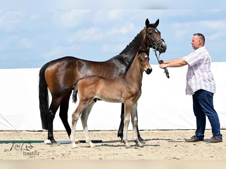 Hanoverian Mare 8 years 15.2 hh Bay-Dark in Wolfsburg