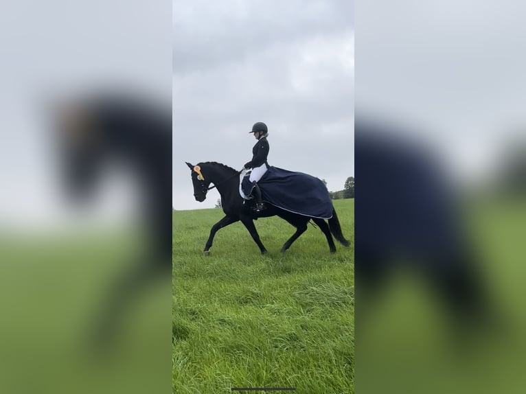 Hanoverian Mare 8 years 15,2 hh Black in Hamm-Rhynern