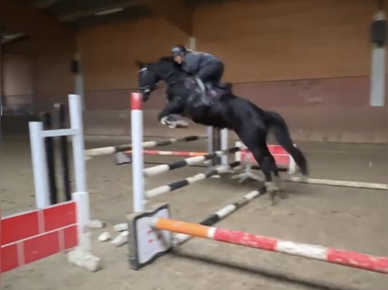 Hanoverian Mare 8 years 15,2 hh Black in Hamm-Rhynern