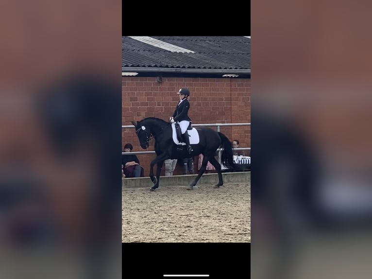 Hanoverian Mare 8 years 15,2 hh Black in Hamm-Rhynern