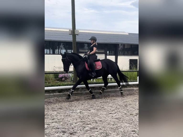 Hanoverian Mare 8 years 15,2 hh Black in Hamm-Rhynern