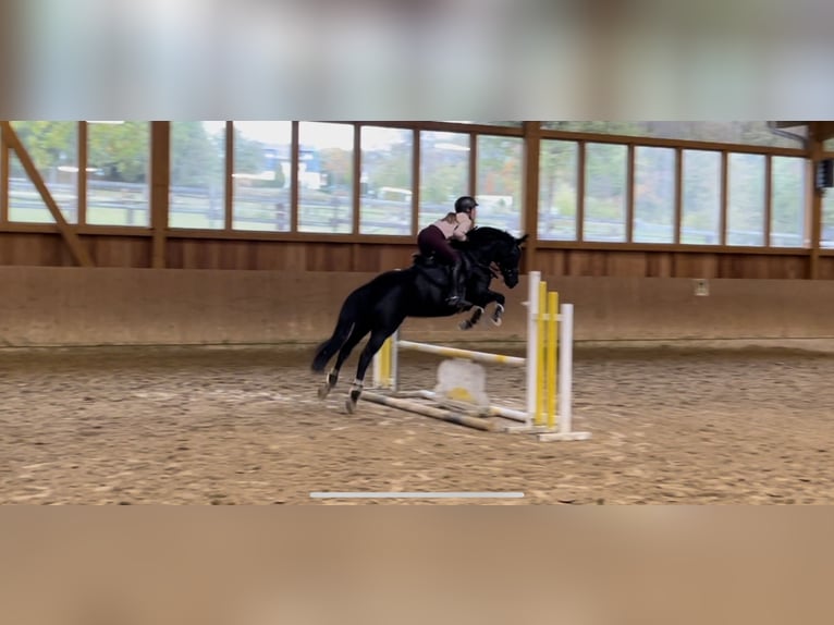 Hanoverian Mare 8 years 15,2 hh Black in Hamm-Rhynern